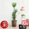 観葉植物 通販 ユッカ・エレファンティペス10号鉢RG100007