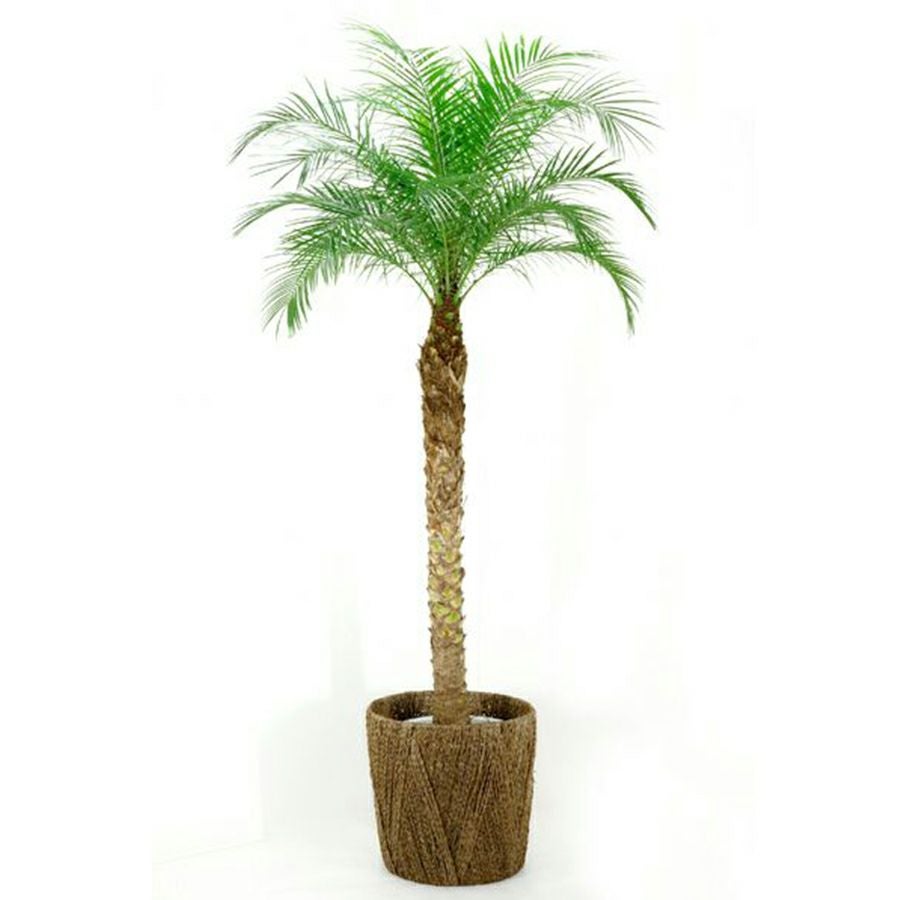 フェニックス・ロベレニー （ヤシの木） 10号鉢 観葉植物 本物