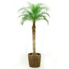 観葉植物 通販 フェニックス・ ロベレニー （ヤシの木） 10号鉢 RG100012