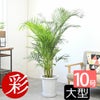 アレカヤシ 10号鉢 観葉植物