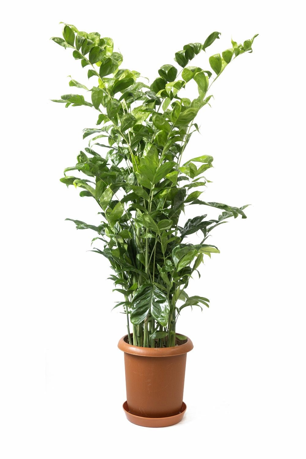 高性チャメドレア 10号鉢 観葉植物 本物