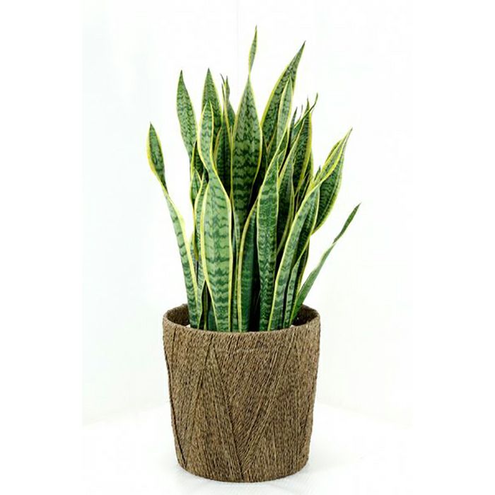サンスベリア・ローレンティー 10号鉢 観葉植物 本物