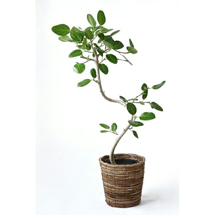 ベンガルボダイジュ 通販