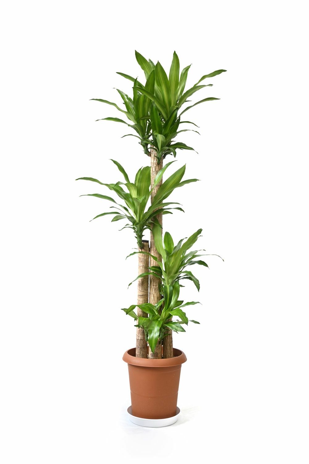 幸福の木 ドラセナ・マッサンゲアナ 10号鉢 観葉植物 本物 | 観葉植物