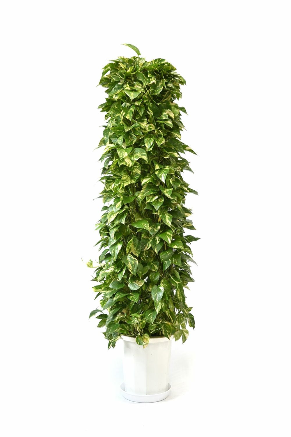 ポトス・タワー仕立て 10号鉢 観葉植物 本物