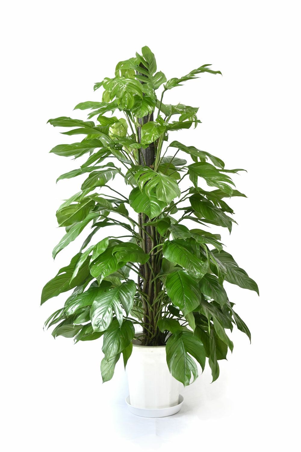 マングーカズラ 10号鉢 観葉植物 本物