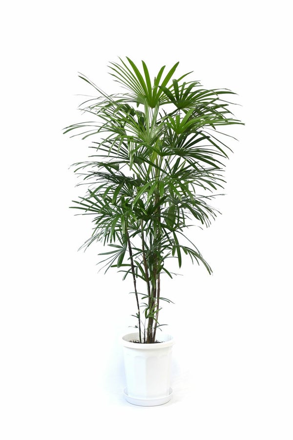 シュロチク（棕櫚竹） 10号鉢 観葉植物 本物