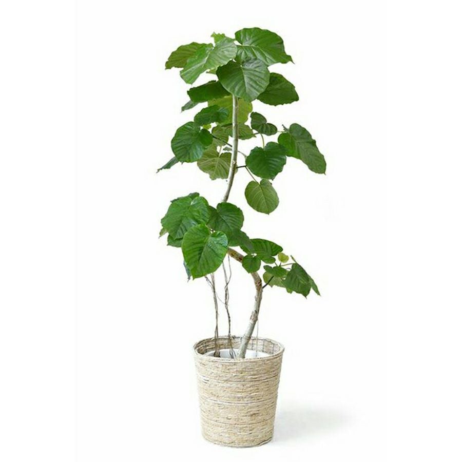 フィカス・ウンベラータ 選べる樹形直幹 曲がり幹 10号鉢 観葉植物 本物