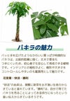パキラ10号セラアート鉢 観葉植物