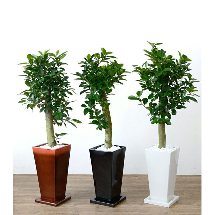 ガジュマル（多幸の木）選べる3色・スクエア陶器 観葉植物 本物