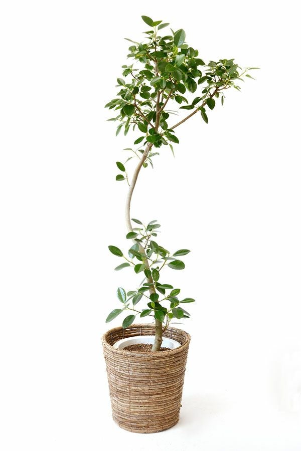 フランスゴム フィカス・ルビギノーサ 8号鉢 観葉植物 本物