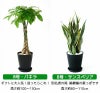 観葉植物 通販 セラアートポット 大きさ違いの植物 お得な2鉢セット♪  選べる２サイズ、まとめ買い！  8号+6号鉢植物