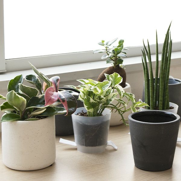 選べる ミニ 観葉植物 本物 4デザイン2カラーポット ホワイト＆グレー