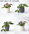 観葉植物 通販  選べる ミニ観葉植物4デザイン2カラーポット ホワイト＆グレーガジュマル ポトス サンスベリアペペロミア シュガーバイン
