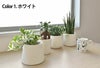 観葉植物 通販  選べる ミニ観葉植物4デザイン2カラーポット ホワイト＆グレーガジュマル ポトス サンスベリアペペロミア シュガーバイン