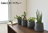 観葉植物 通販  選べる ミニ観葉植物4デザイン2カラーポット ホワイト＆グレーガジュマル ポトス サンスベリアペペロミア シュガーバイン