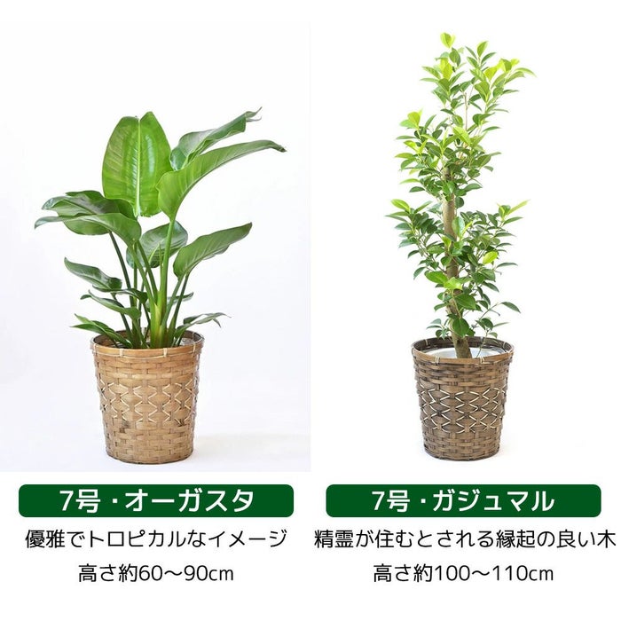 観葉植物 通販 送料無料 大型 6号＋7号 鉢カバー付 セット モンステラ サンスベリア パキラ OT100005