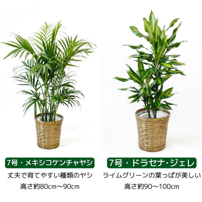 観葉植物 通販 送料無料 大型 6号＋7号 鉢カバー付 セット モンステラ サンスベリア パキラ OT100005