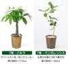 観葉植物 通販 送料無料 大型 6号＋7号 鉢カバー付 セット モンステラ サンスベリア パキラ OT100005