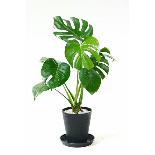 モンステラ 6号 セラアート鉢 観葉植物 本物