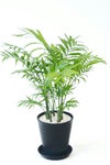 観葉植物 通販 テーブルヤシ（チャメドレア） 6号 セラアート鉢 CR040003