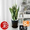 観葉植物 通販 サンセベリア・ローレンティー 8号 セラアート鉢 CR060002
