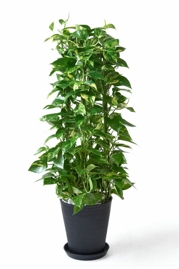 ポトス タワー仕立て 8号 セラアート鉢 観葉植物 本物