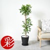 観葉植物 通販 ガジュマル（直幹） 8号 セラアート鉢 CR060007