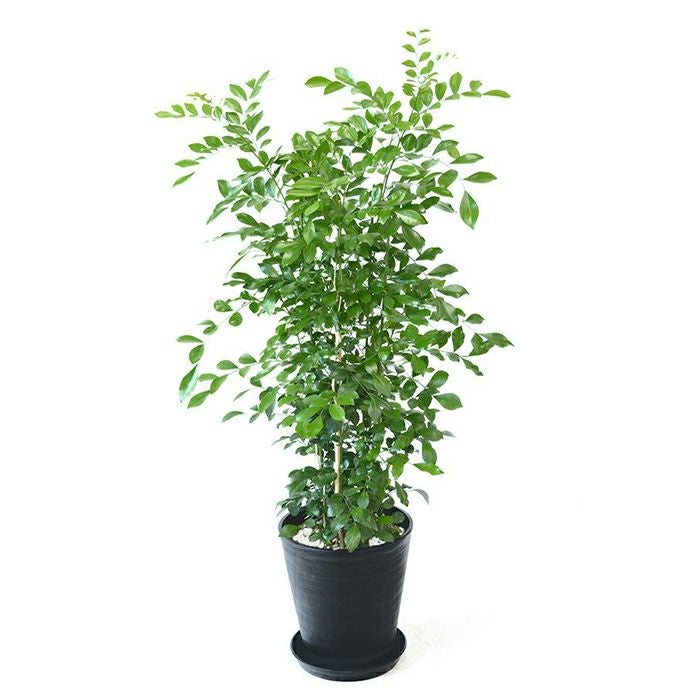ゲッキツ（シルクジャスミン） 8号 セラアート鉢 観葉植物 本物
