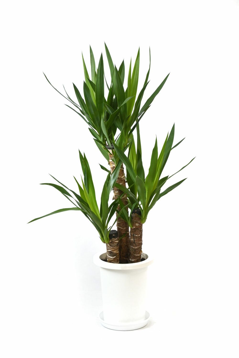 ユッカ・エレファンティペス 7号鉢 観葉植物 本物