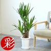 観葉植物 通販 ユッカ・エレファンティペス 7号鉢 KM040004