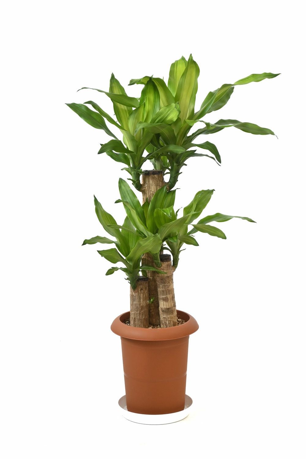 幸福の木（ドラセナ・マッサンゲアナ） 7号鉢 観葉植物 本物