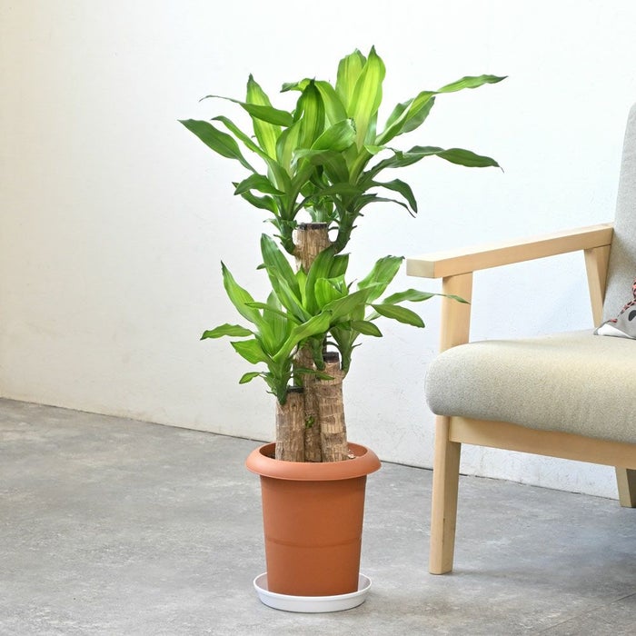 観葉植物 通販 幸福の木（ドラセナ・マッサンゲアナ） 7号鉢 【即日発送可・急なギフトに】 KM040005