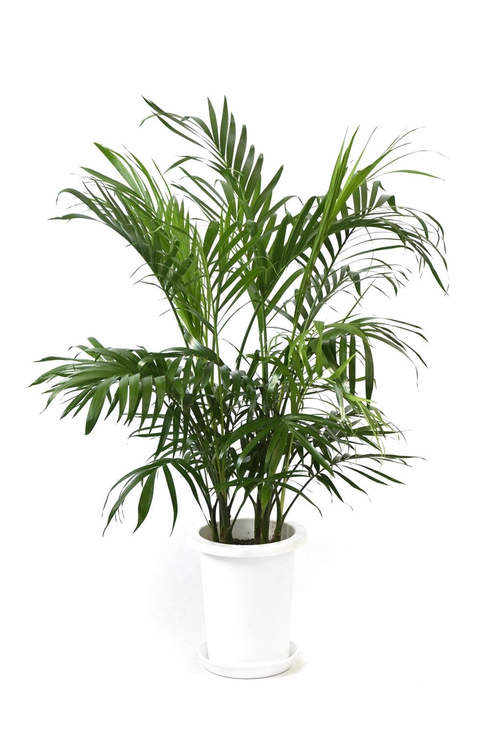 メキシコ ケンチャヤシ 7号鉢 観葉植物 本物