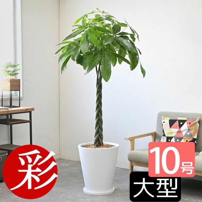観葉植物 通販 パキラ 10号鉢 陶器（ファイバークレイ）鉢カバー付 KM300001