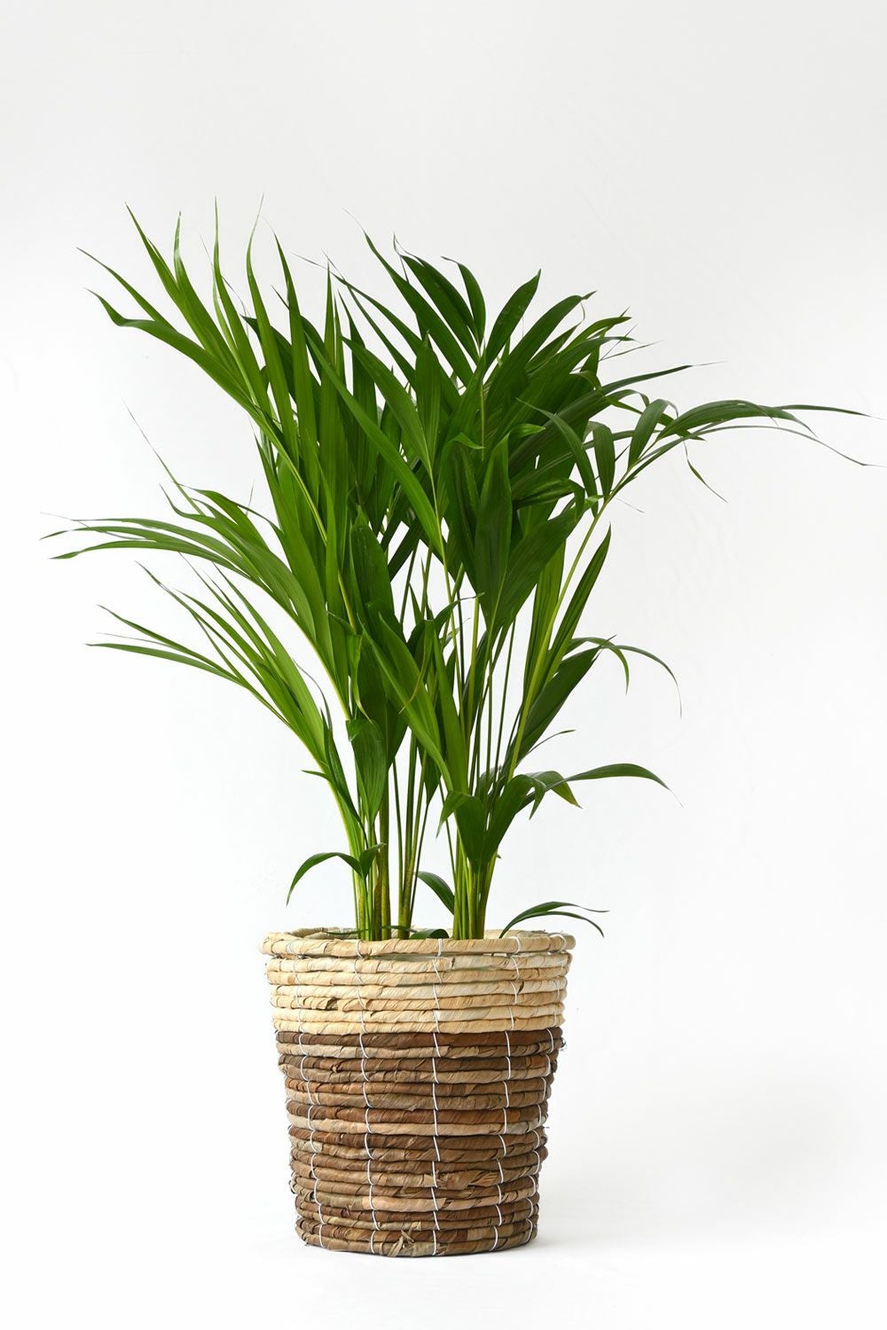 アレカヤシ 6号鉢 鉢カバー付 観葉植物 本物
