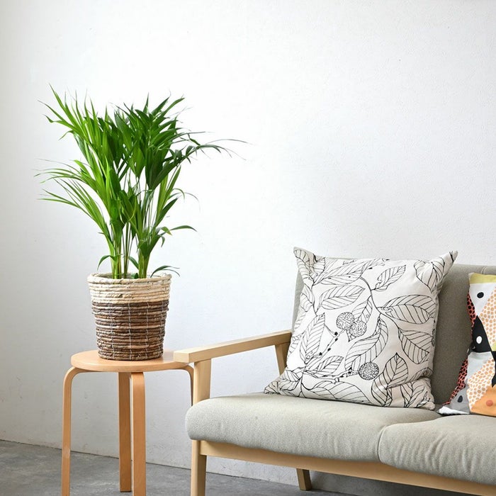 観葉植物 通販 アレカヤシ 6号鉢 鉢カバー付 KM039015