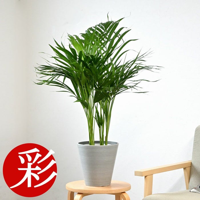 観葉植物 通販 アレカヤシ 6号鉢 鉢カバー付 KM039015