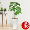 フィカス・ウンベラータ シャイニーホワイト ラウンドポット 観葉植物 本物