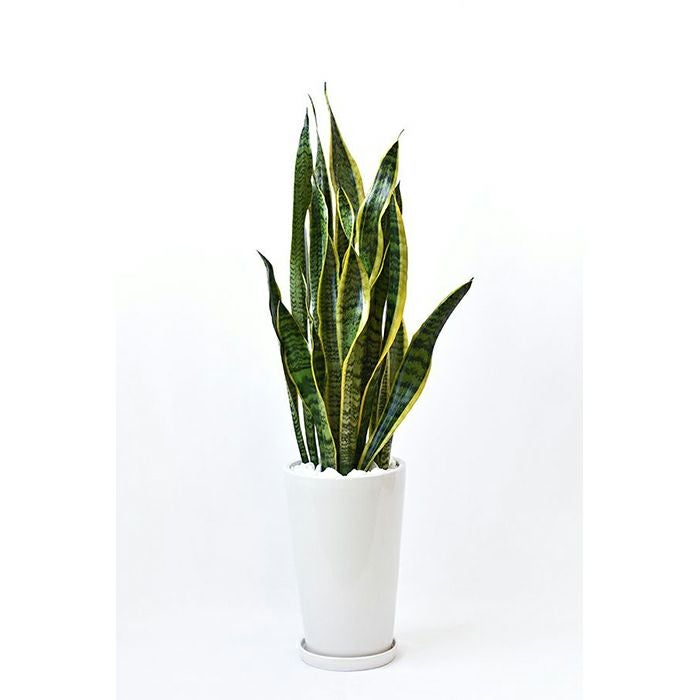 サンスベリア 通販