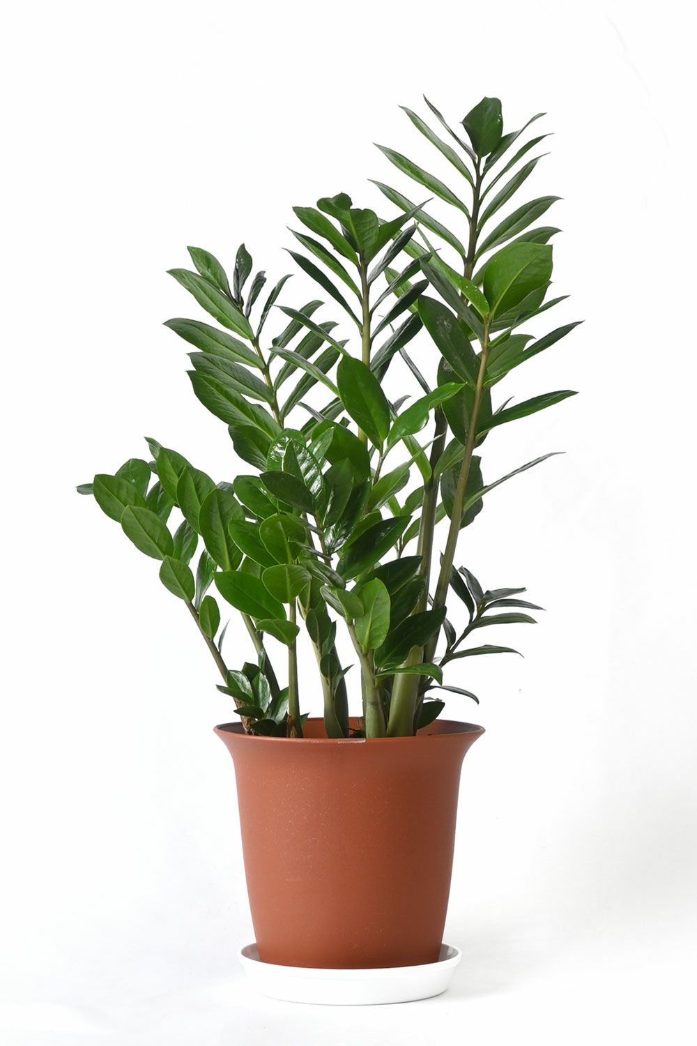ザミオクルカス・ザミフォーリア 6号鉢 観葉植物 本物