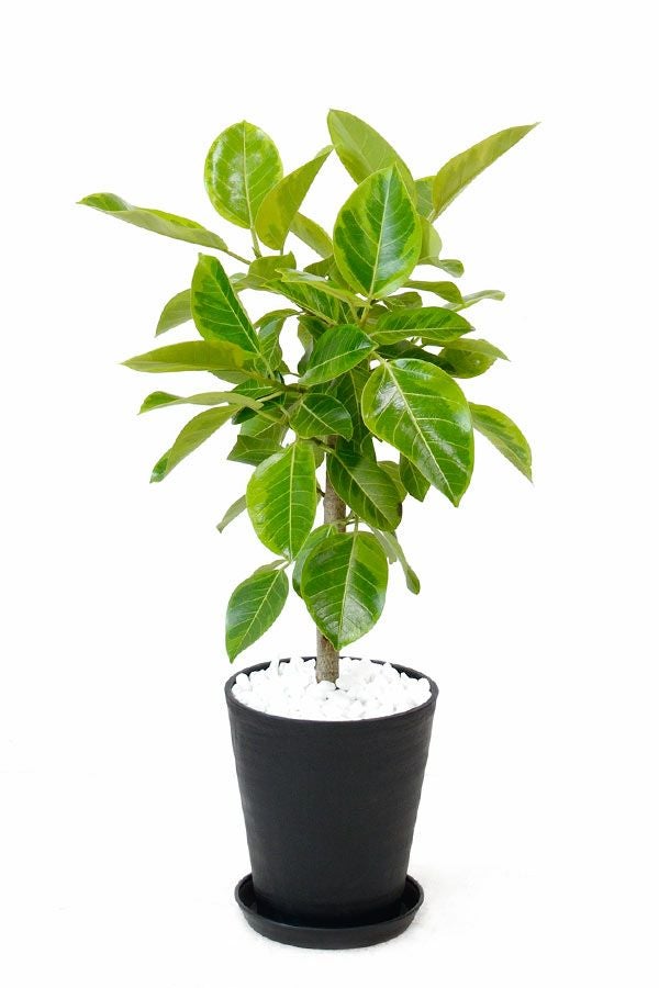 フィカス・アルテシーマ・バリエガタ 通販