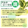 観葉植物 通販 フィカス・アルテシーマ・バリエガタ（曲幹） 8号 セラアート鉢 CR080001