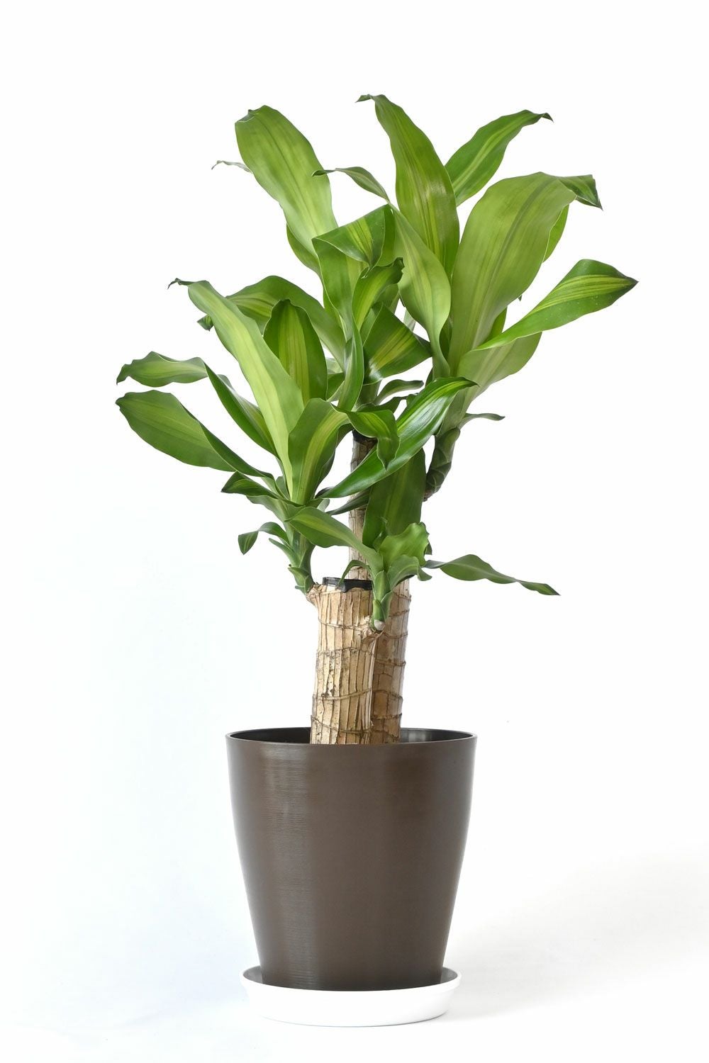 ドラセナ・マッサンゲアナ（幸福の木） 6号鉢 観葉植物 本物