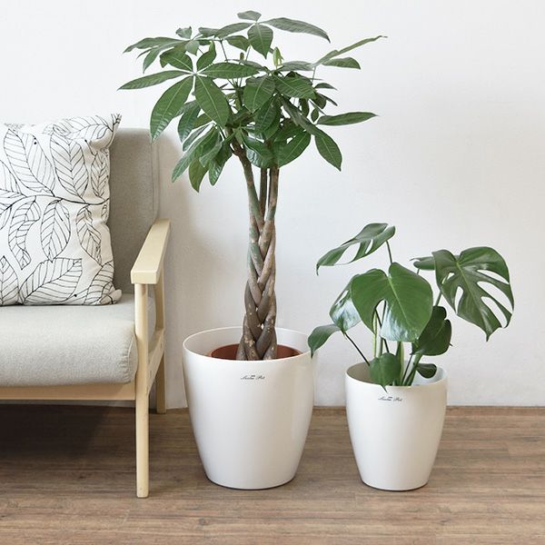 観葉植物 本物 2鉢セット 大きさ違いの植物 お得なセット♪ 選べる2 