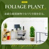 観葉植物 通販 6号+8号2鉢セット2種類から選べる鉢カバー付き大きさ違いの植物 お得なセット♪ 選べる２サイズ、まとめ買い！8号+6号鉢植物