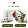観葉植物 通販 6号+8号2鉢セット2種類から選べる鉢カバー付き大きさ違いの植物 お得なセット♪ 選べる２サイズ、まとめ買い！8号+6号鉢植物