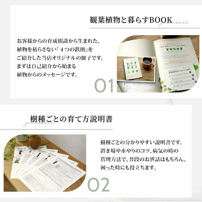 観葉植物 通販 6号+8号2鉢セット2種類から選べる鉢カバー付き大きさ違いの植物 お得なセット♪ 選べる２サイズ、まとめ買い！8号+6号鉢植物