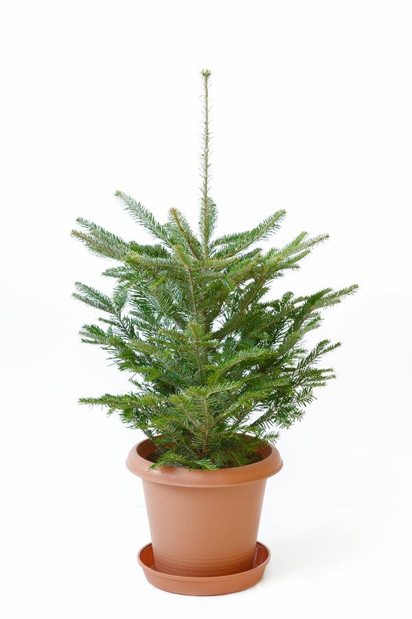 もみの木（モミの木） 80cm～ 10号輪鉢（屋外用）