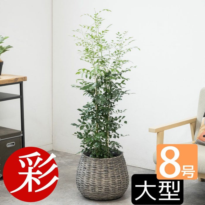 観葉植物 通販 シルクジャスミン ゲッキツ 8号鉢 鉢カバー付 KM080005